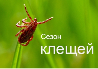 Укусил клещ! Что делать?