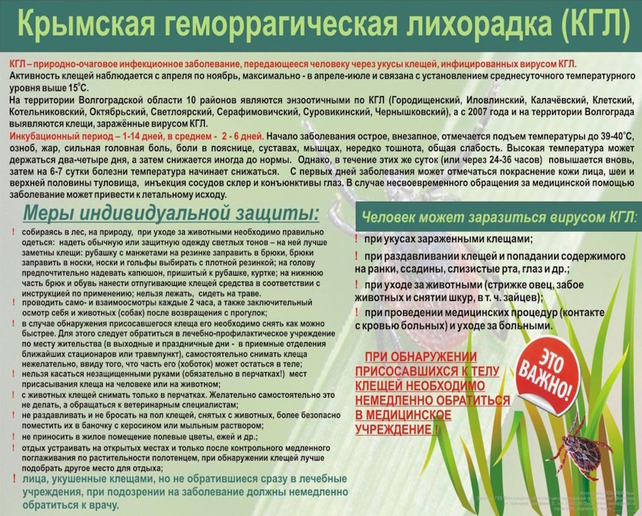 Весна в ЮФО: пробуждение клещей ставит здоровье под угрозу